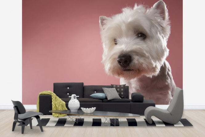 PHOTOWALL / West Highland Terrier (e24759)