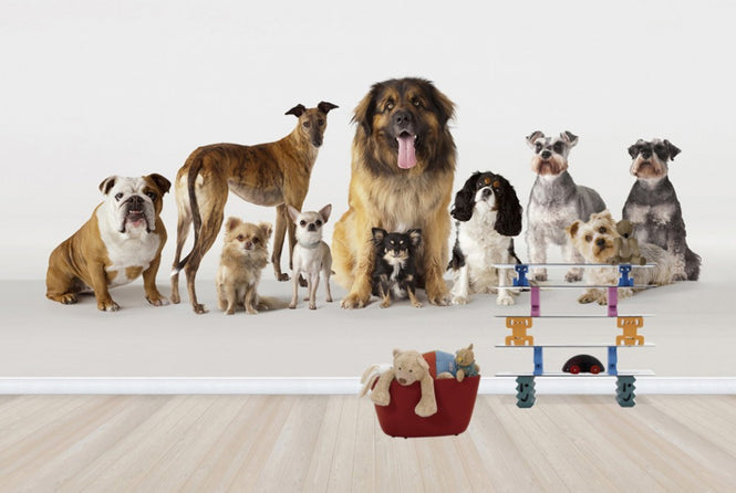 PHOTOWALL / Group Portrait of Dogs (e24762)