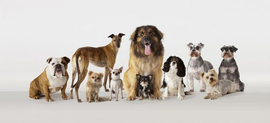 PHOTOWALL / Group Portrait of Dogs (e24762)