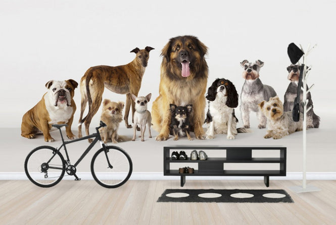 PHOTOWALL / Group Portrait of Dogs (e24762)