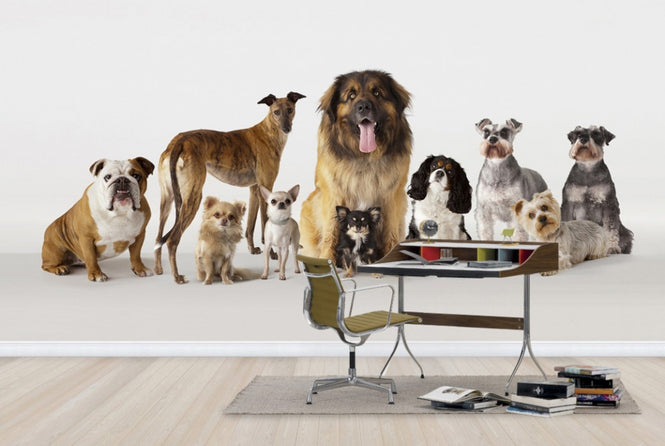 PHOTOWALL / Group Portrait of Dogs (e24762)