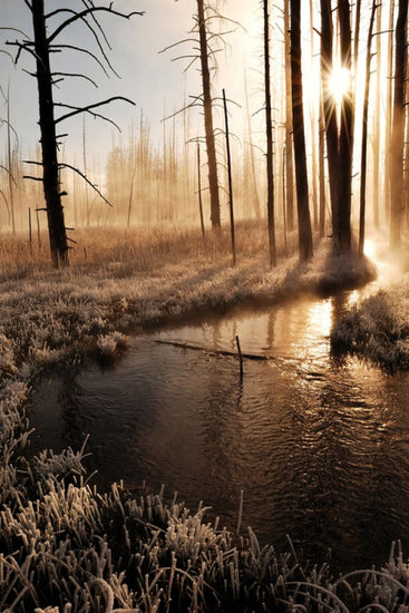 PHOTOWALL / Frosty Yellowstone Morning (e24814)