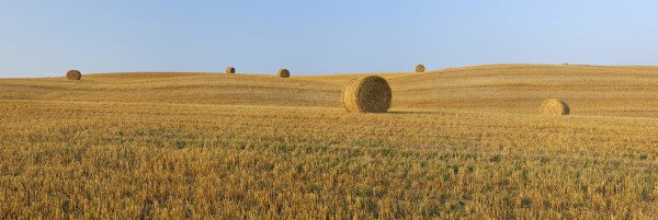PHOTOWALL / Harvested Wheat Field (e29399)