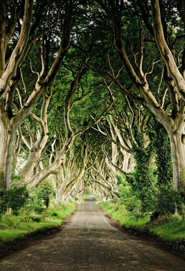 PHOTOWALL / The Dark Hedges (e29410)