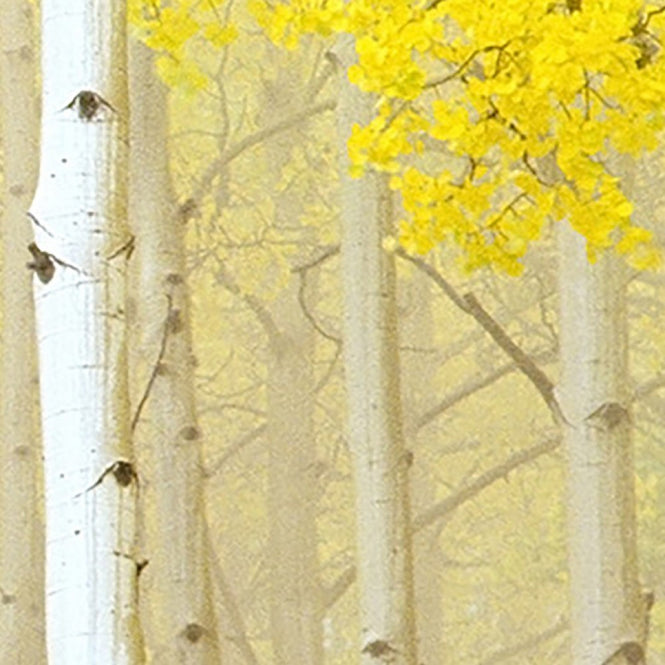 PHOTOWALL / Aspens in Fog (e40236)