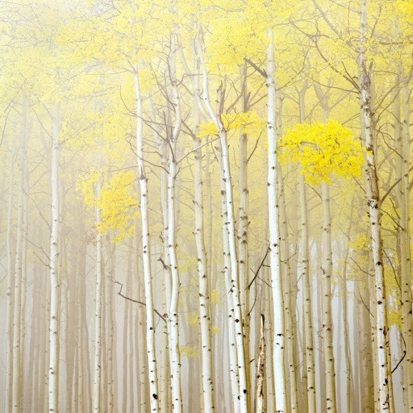 PHOTOWALL / Aspens in Fog (e40236)