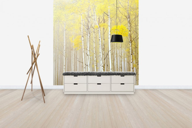 PHOTOWALL / Aspens in Fog (e40236)