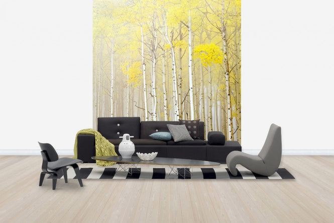 PHOTOWALL / Aspens in Fog (e40236)