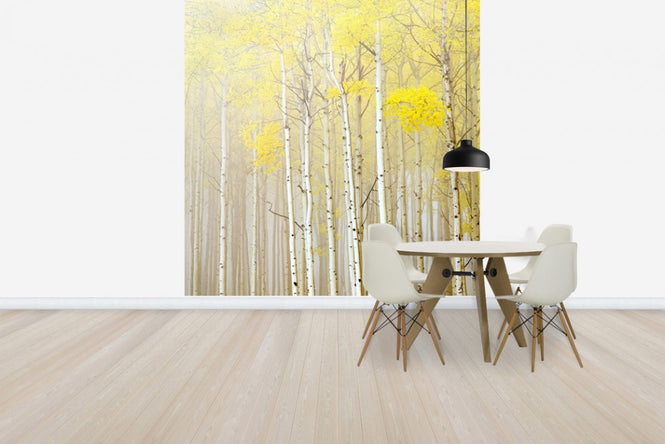 PHOTOWALL / Aspens in Fog (e40236)