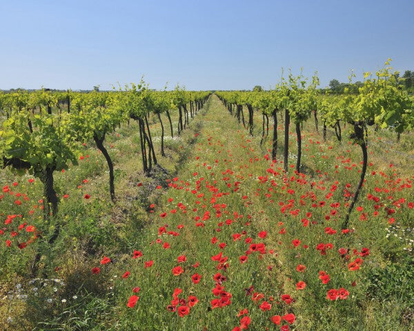 PHOTOWALL / Poppies in the Vineyard (e40248)