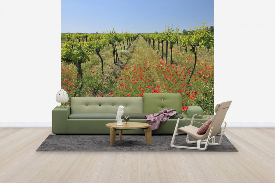 PHOTOWALL / Poppies in the Vineyard (e40248)