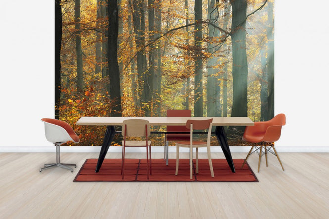 PHOTOWALL / Sunbeams in a Colorful Autumnal Forest (e40253)