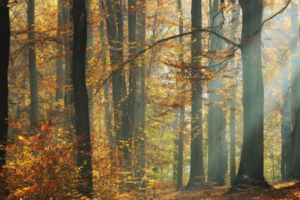 PHOTOWALL / Sunbeams in a Colorful Autumnal Forest (e40253)