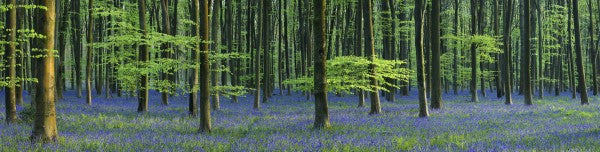 PHOTOWALL / Beautiful Bluebells (e40261)