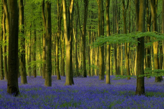 PHOTOWALL / Bluebells in Sunlight (e40263)