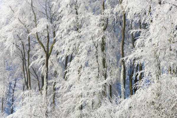 PHOTOWALL / Snow Covered Trees in Gloucestershire (e40273)
