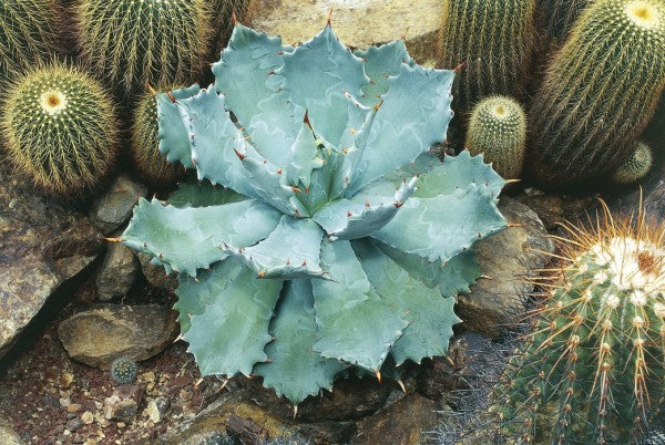 PHOTOWALL / Agave Succulent (e24894)