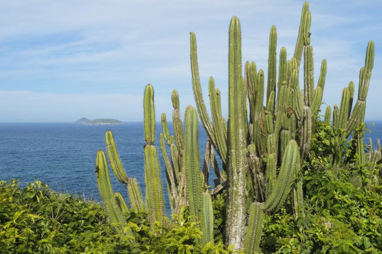 PHOTOWALL / Cactus with a View (e24898)