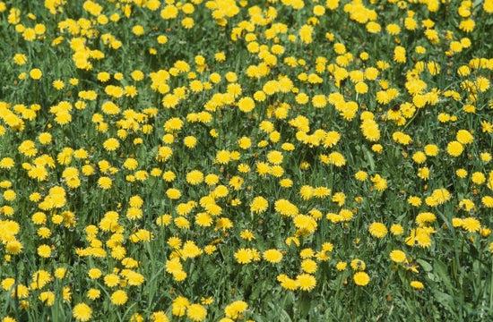 PHOTOWALL / Dandelion and Grass (e24902)