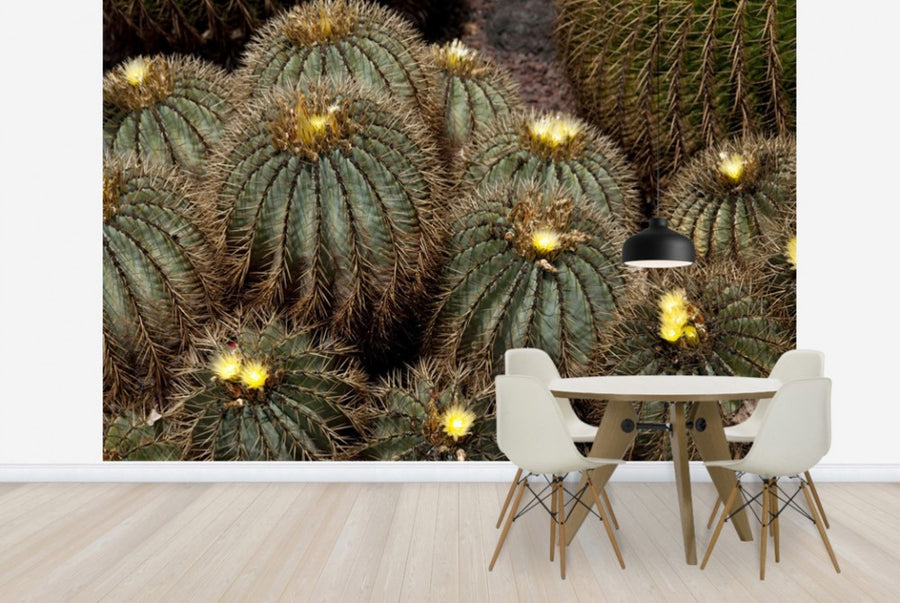 PHOTOWALL / Golden Ball Cactus (e24907)