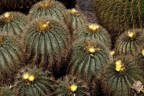 PHOTOWALL / Golden Ball Cactus (e24907)