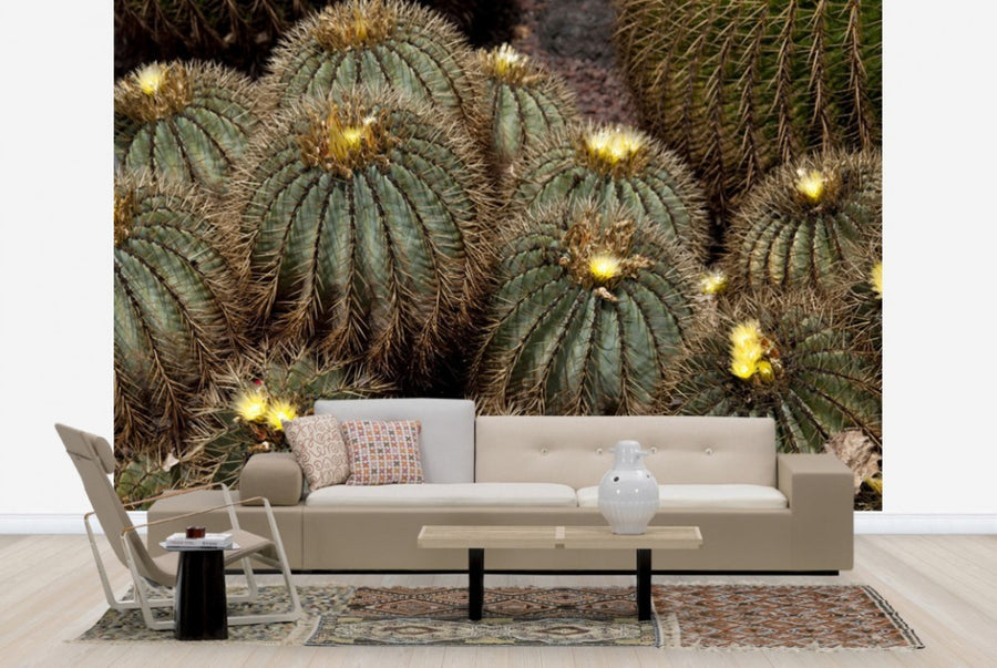 PHOTOWALL / Golden Ball Cactus (e24907)