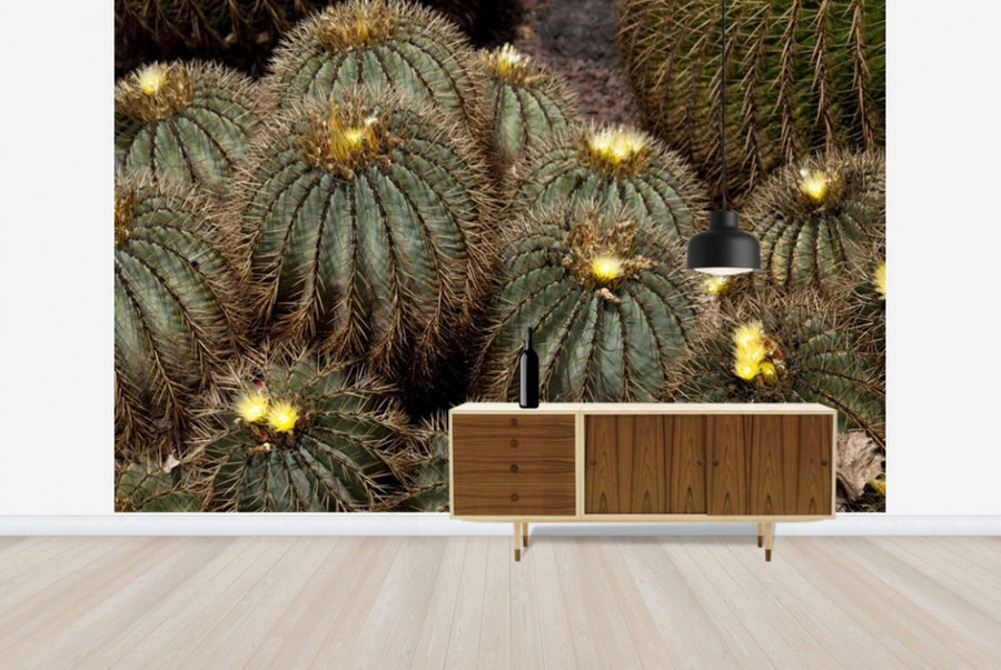 PHOTOWALL / Golden Ball Cactus (e24907)