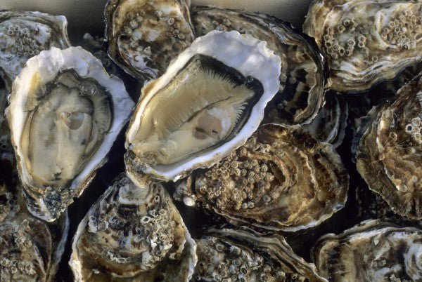 PHOTOWALL / Oysters (e24917)