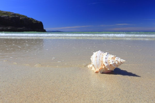 PHOTOWALL / Shell on Beach (e24919)