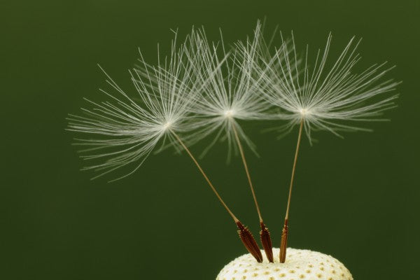 PHOTOWALL / Three Dandelion Seeds (e24926)