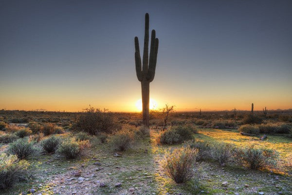 PHOTOWALL / Desert Sunset (e40333)