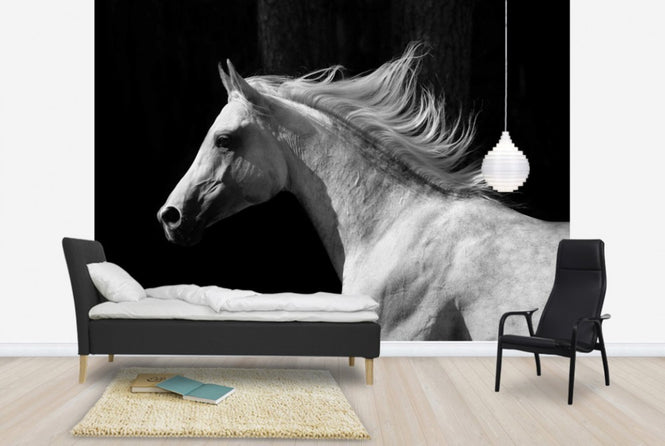 PHOTOWALL / Gray Arab Stallion (e40335)