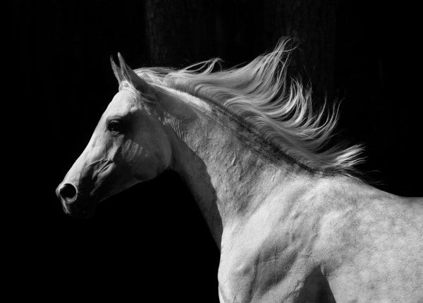 PHOTOWALL / Gray Arab Stallion (e40335)