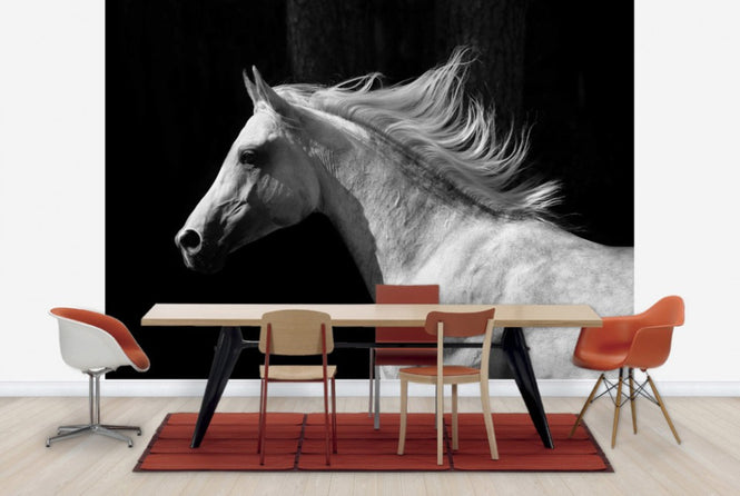 PHOTOWALL / Gray Arab Stallion (e40335)