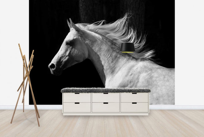 PHOTOWALL / Gray Arab Stallion (e40335)