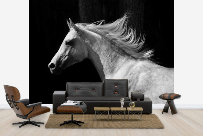PHOTOWALL / Gray Arab Stallion (e40335)