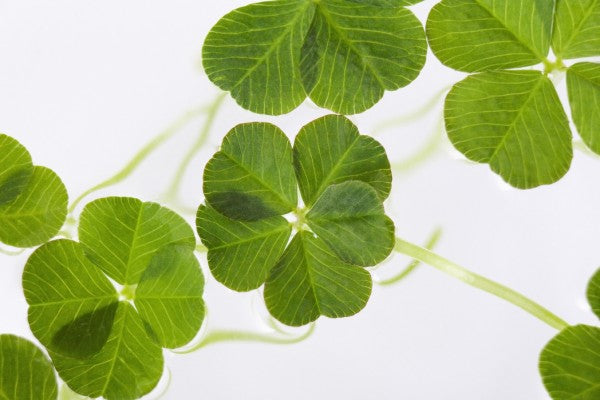 PHOTOWALL / Lucky Clovers (e40336)