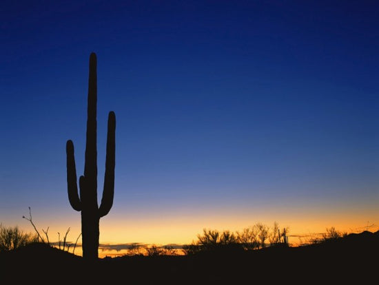 PHOTOWALL / Silhouette of Desert Cactus (e40337)