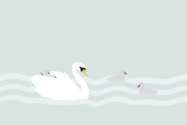 PHOTOWALL / Swan mom and bebe - Jade (e24988)