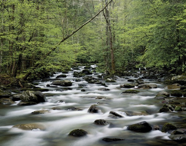 PHOTOWALL / Little Pigeon River (e40384)