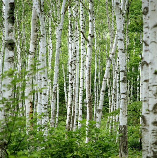 PHOTOWALL / Summer Birch Trees (e40386)
