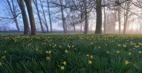 PHOTOWALL / Daffodils in Early Morning (e40401)