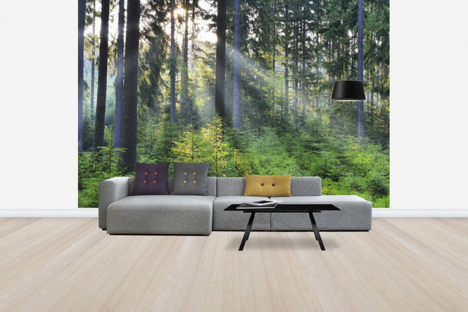 PHOTOWALL / Forest Awakening (e40403)