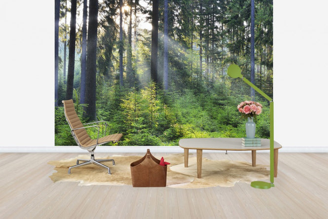 PHOTOWALL / Forest Awakening (e40403)
