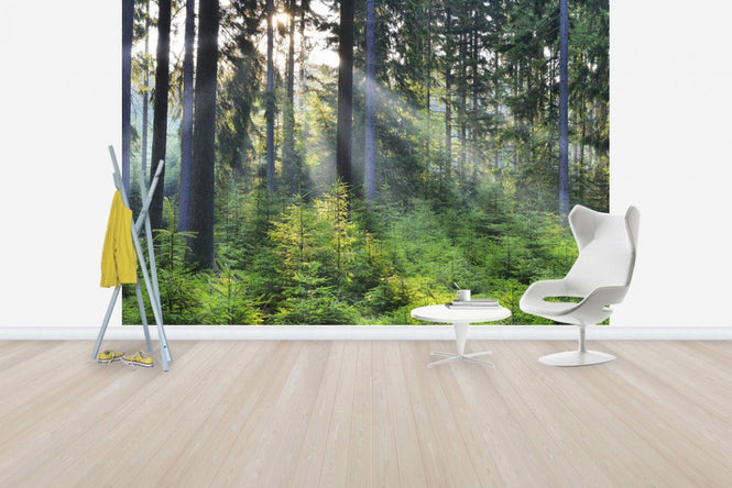 PHOTOWALL / Forest Awakening (e40403)