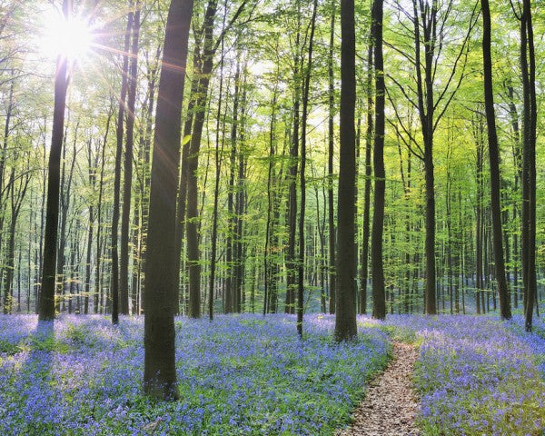 PHOTOWALL / Path through Bluebells Forest (e40410)