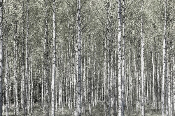 PHOTOWALL / Spring Birch Forest (e25109)