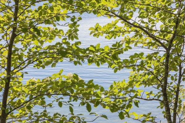 PHOTOWALL / Green Leaves (e25123)