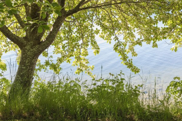 PHOTOWALL / Spring Tree (e25124)