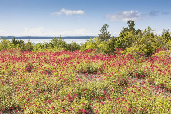PHOTOWALL / Red Flowers Meadow (e25131)